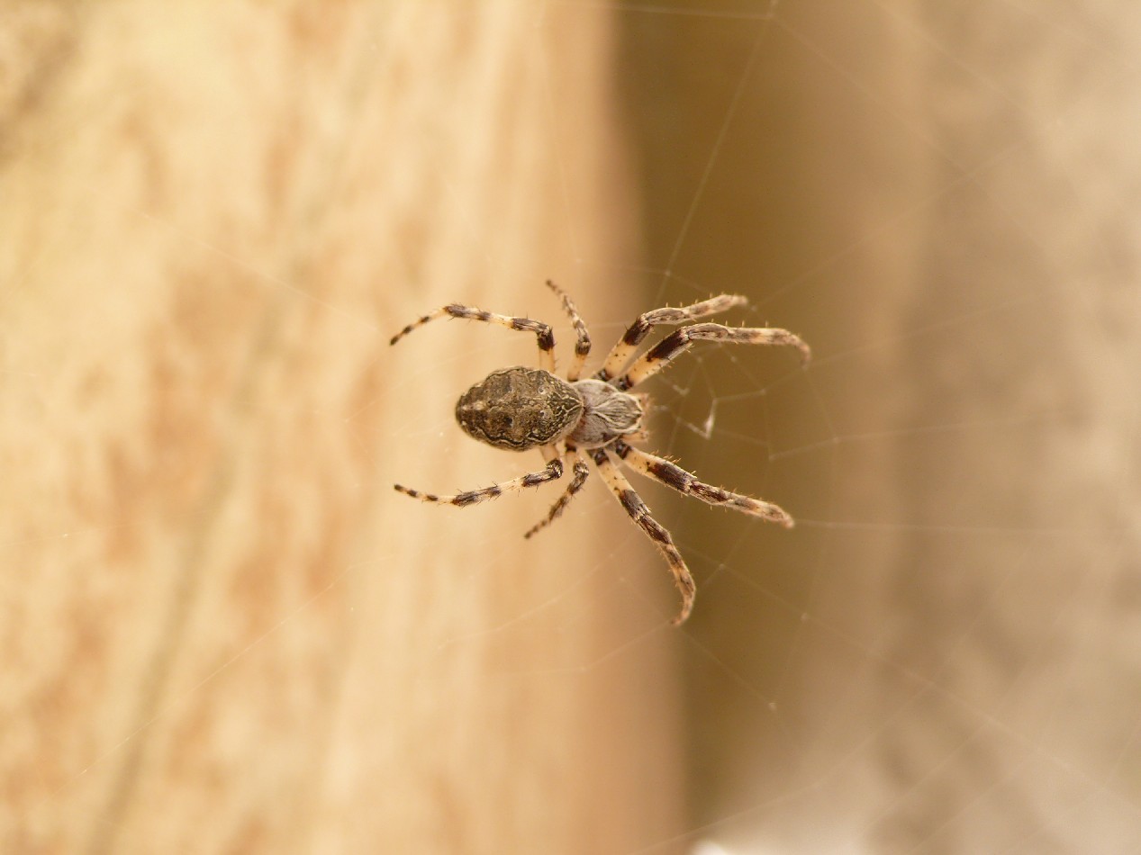 Larinioides sp.